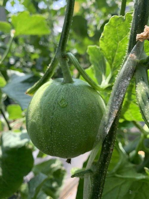 今天吃的娱乐圈的瓜