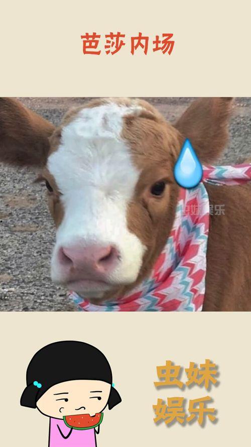 娱乐吃瓜酱熊出没,娱乐吃瓜酱的欢乐冒险之旅