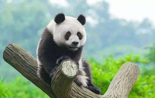 娱乐圈吃瓜熊猫