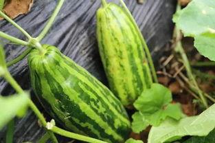 吃瓜群众指什么瓜